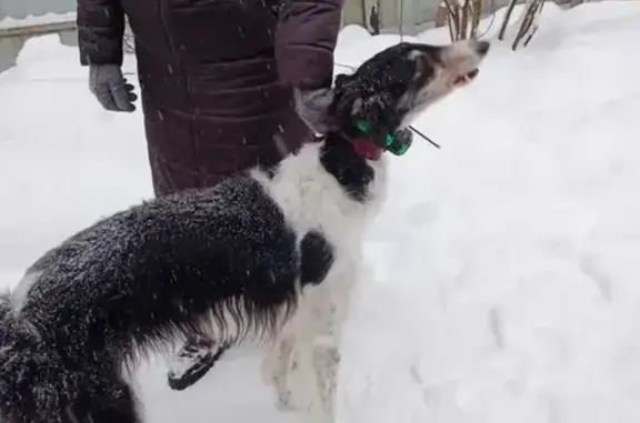 Поиск домашних животных, фото: Найдена собака, Чехов