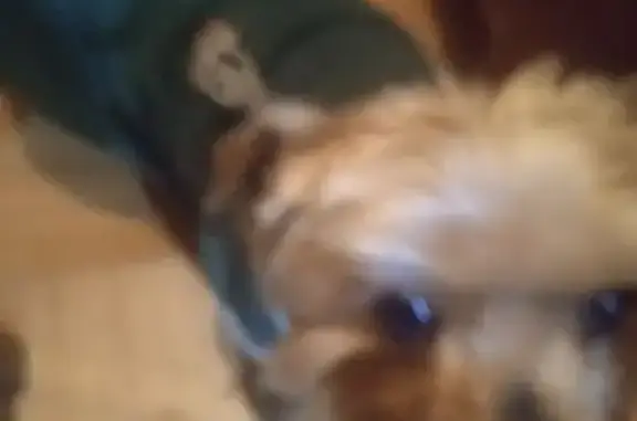 Найдена собака, Черняховск, фото: Йоркширский терьер найден на Чкалова, 4