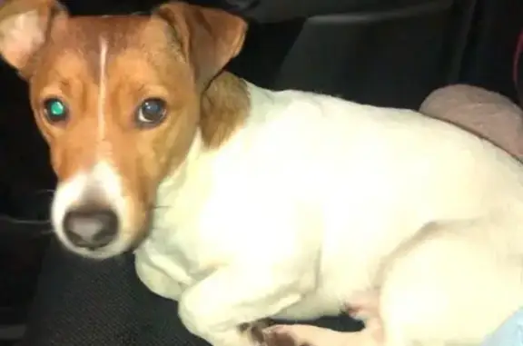 Найдена собака, Горюшино, фото: Собака найдена у дороги Струково-Горюшино