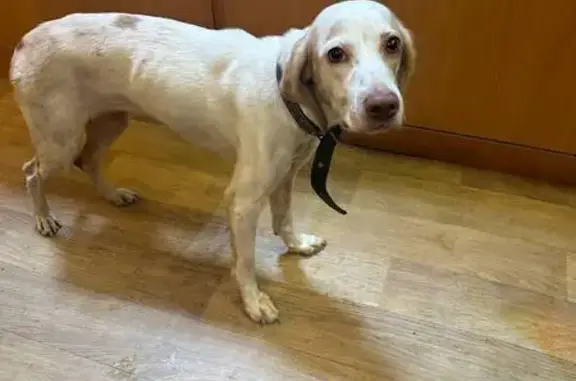 Найдена собака, Оренбург, фото: Собака найдена: Чичерина 1А, Оренбург