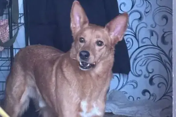 Пропала собака на Луне 29, Дубровский - photo