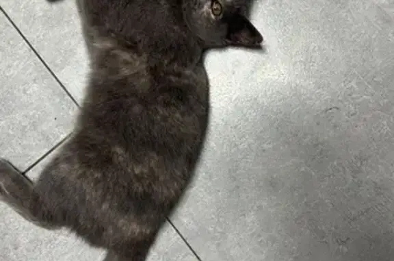 Пропала кошка, Таганрог - photo