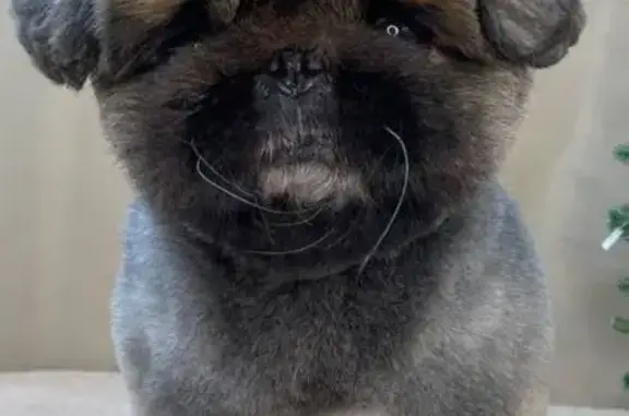 Пропала собака, Наро-Фоминск - photo