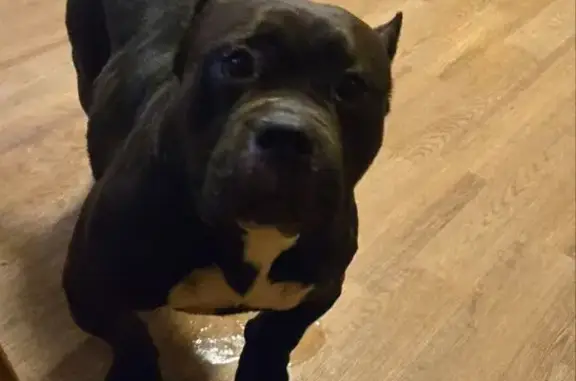 Найдена собака, Звягино, фото: Собака найдена в Звягино, МО