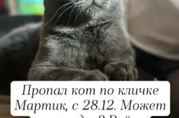 Пропала кошка, Шахты - photo