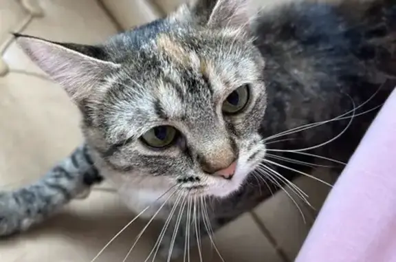 Пропала кошка, Нижегородская область - photo