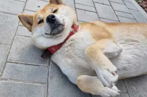 Пропала собака, Большая Кузьминка - photo