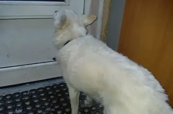 Найдена собака, Мурманск, фото: Собака найдена: ул. Книповича, Мурманск