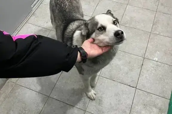 Найдена собака, Томск, фото: Собака найдена на Иркутский тракт, 193А