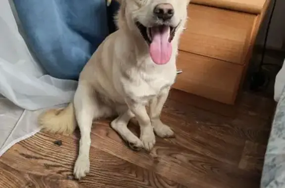 Объявления о пропавших и найденных животных, Мурманск, фото: Найдена собака на ул. Шабалина, Мурманск