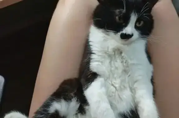 Пропала кошка, Ростов-на-Дону - photo