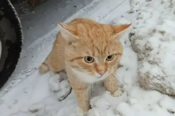 Найдена кошка, Брянск, фото: Кот найден в районе Ходаринки, Брянск