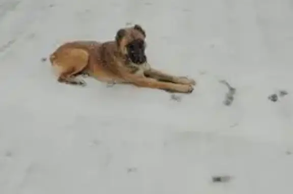 Пропала собака, Саратов - photo