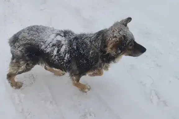 Найдена собака, Брянск, фото: Серая собака найдена: Институтская 142, Брянск