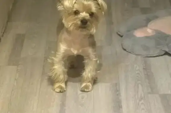 Пропала собака, Норильск - photo