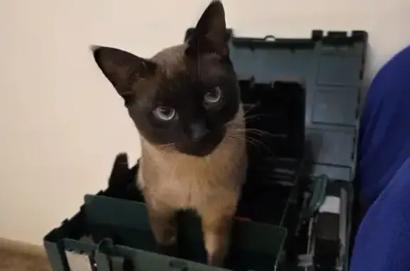 Пропала кошка, Большие Сокольн...