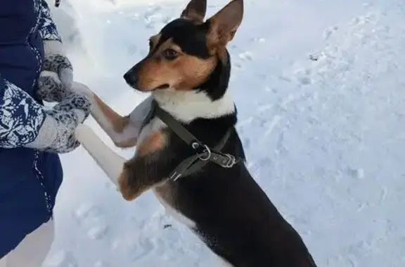 Пропала собака, Казань - photo