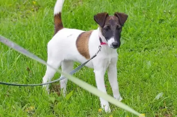 Пропала собака, Мурыгино - photo