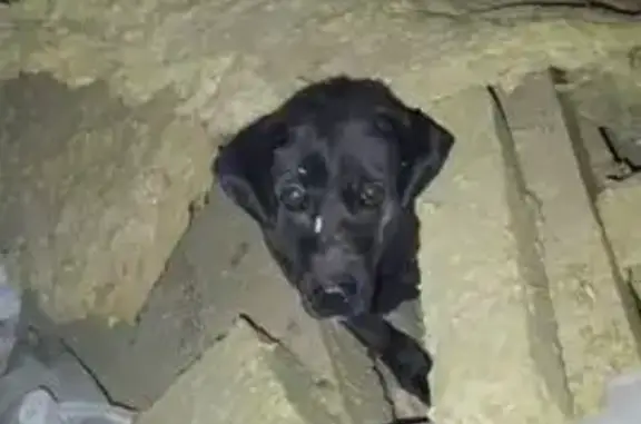 Пропала собака, Касимов - photo