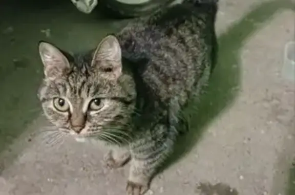 Найдена кошка, Ижевск, фото: Найдена кошка, Ижевск