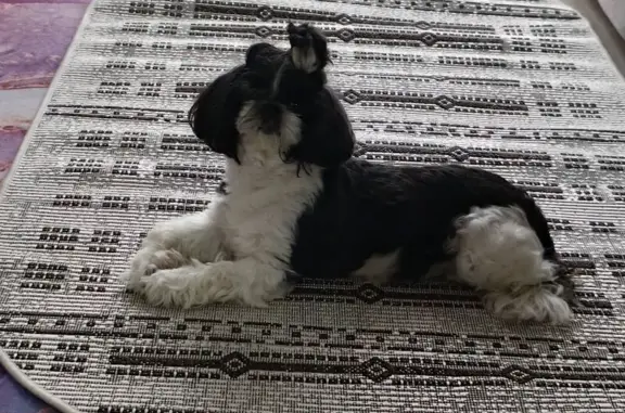 Пропала собака, Лиманная ул. 39, Песчаный - photo