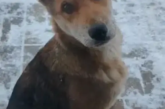 Найдена собака, Уфа, фото: Собака найдена: 80Н-586, Уфа