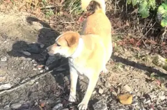 Пропала собака, Раздольное