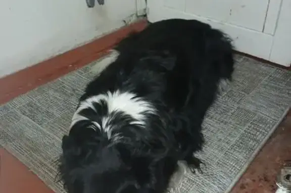 Пропала собака, Елабуга - photo