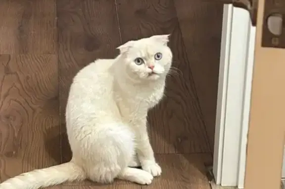 Пропала кошка, Лесколовское