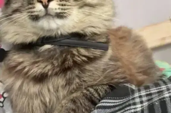 Пропала кошка, Поселье