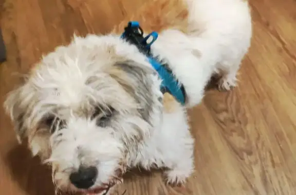 Пропала собака, Сестрорецк