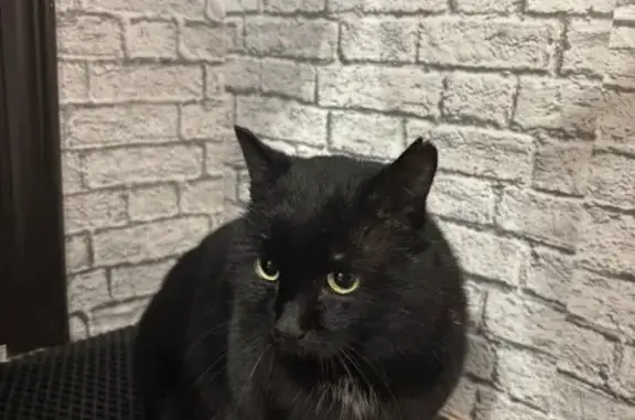 Найдена кошка, Барнаул, фото: Чёрный кот найден на 10-й Западной, Барнаул