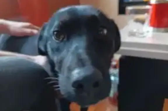 Пропала собака, Баклаши