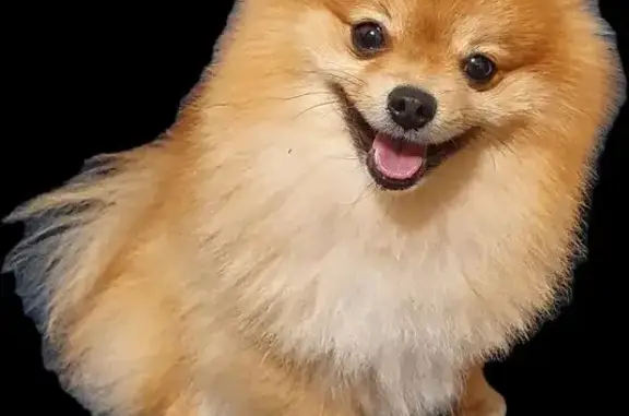 Пропала собака, Воронеж