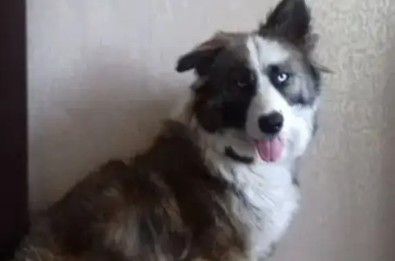 Пропала собака, Екатеринбург