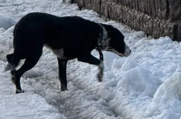 Найдена собака, Калининград, фото: Собака у Нижнего озера, Маринеско, Калининград