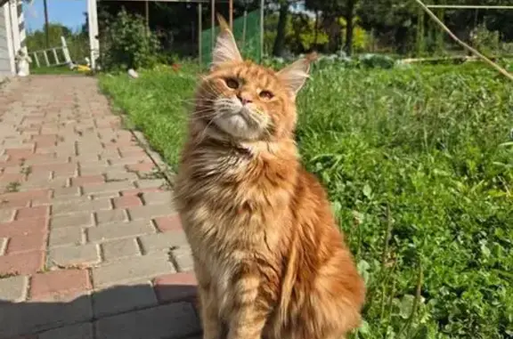 Пропала кошка, Кощаково