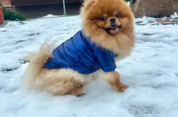 Пропала собака, Писковичи