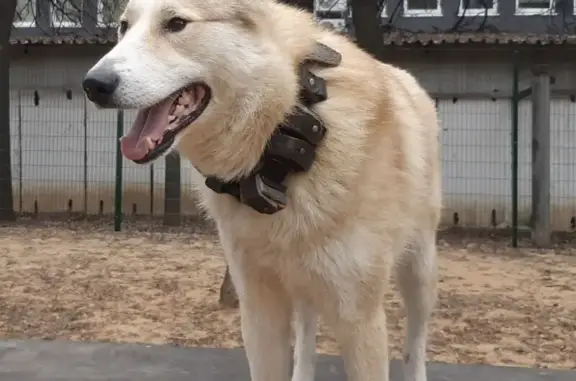 Поиск домашних животных, фото: Пропала собака, Москва