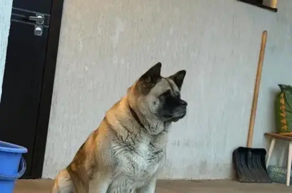 Пропала собака, Молодежный