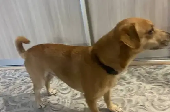 Найдена собака, Кондопога, фото: Найдена собака на ул. М. Горького, 15