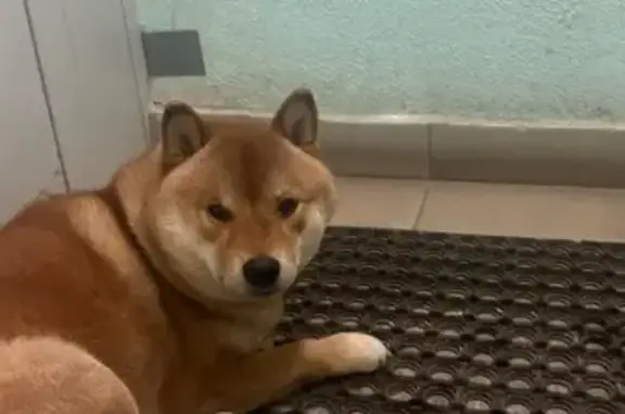 Найдена собака, Уфа, фото: Собака найдена на Гафури 27/1, Уфа