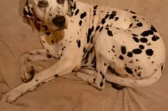 Найдена собака, Тула, фото: Далматинец найден: ул. Карпова, Тула