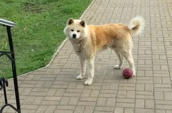 Пропала собака, Новая Усмань