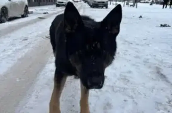 Найдена собака, Мытищи, фото: Собака найдена: Тенистый бул., 17, Мытищи
