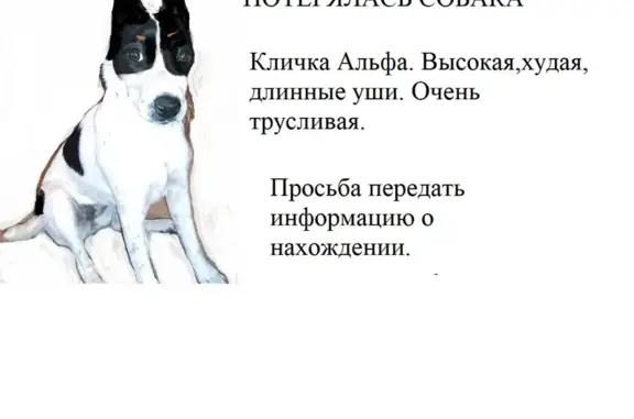 Пропала собака, Мурманск