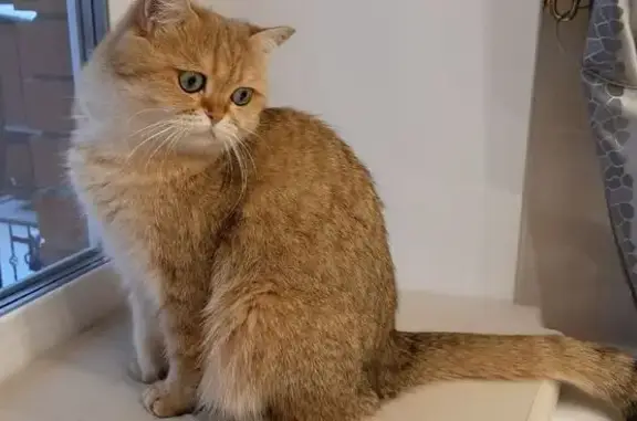 Пропала кошка, Казань