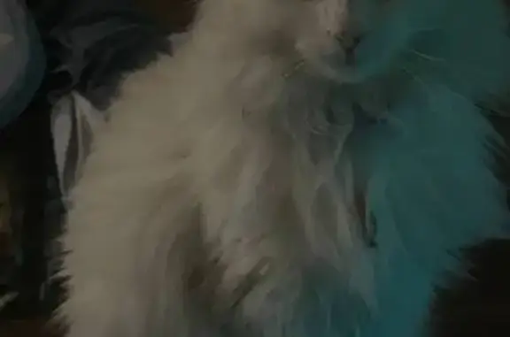 Пропала кошка, ул. Терновая, Русский Вожой - photo