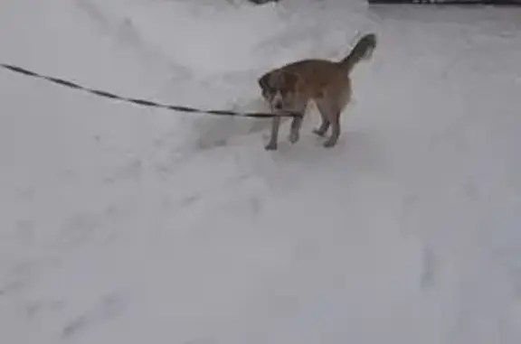 Найдена собака, Чехов, фото: Найдена собака, Чехов