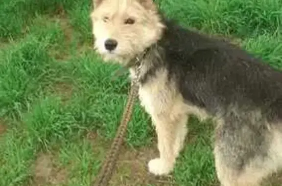 Пропала собака, Краснодар - photo